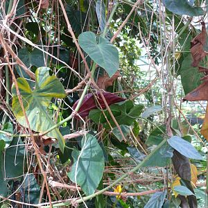 Lianas and vines - reopening 31-08-2020