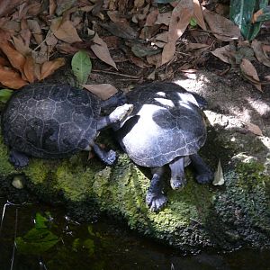 Yellow-spotted river turtles - reopening 31-08-2020