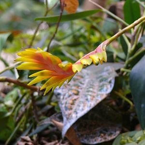 Bromeliad flower - reopening 31-08-2020
