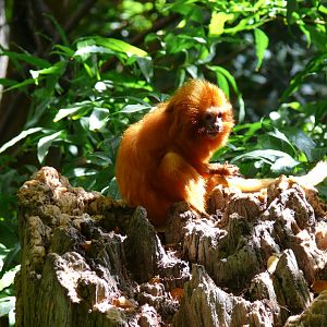 Golden lion-tamarin - reopening 31-08-2020