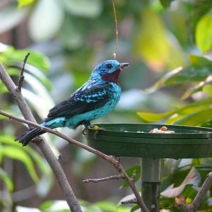 Male Spangled Cotinga - reopening 31-08-2020