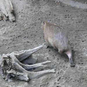 Handicaped capybara - reopening 31-08-2020