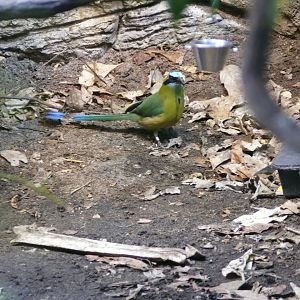 Whooping motmot - reopening 31-08-2020
