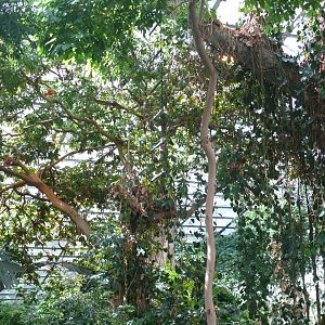 Tropical rainforest ecosystem - reopening 31-08-2020