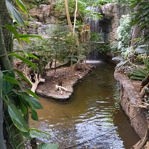 Capybara Beach exhibit - reopening 31-08-2020