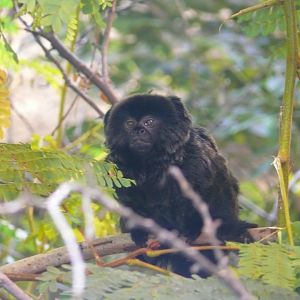 Goeldi's monkey - reopening 31-08-2020