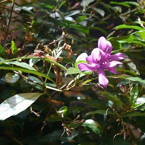 Flowers - reopening 31-08-2020