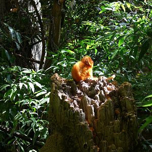 Golden lion-tamarin - reopening 31-08-2020