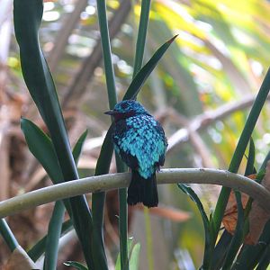 Male Spangled cotinga - reopening 31-08-2020