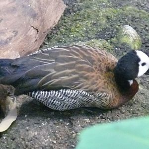 White-faced whistling-duck - reopening 31-08-2020