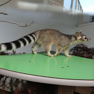 Ringtail - 1/9/20