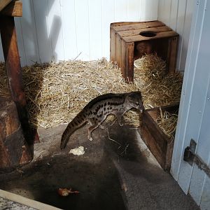 Spotted Fanaloka - 1/8/20