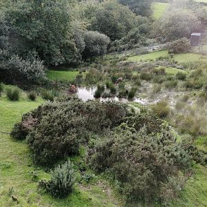 Sitatunga Exhibit (stunning!) - 1/8/20