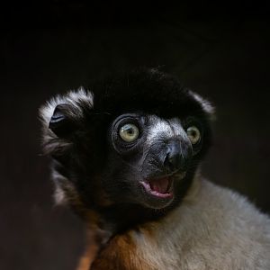 Crowned sifaka - Propithecus coronatus