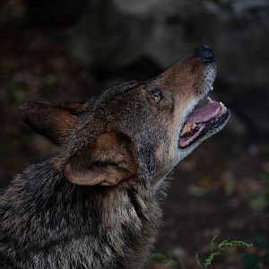 Iberian wolf - Canis lupus signatus