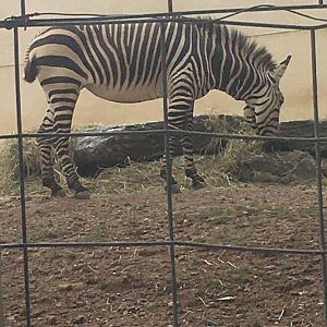 Giraffe Experience - Hartmann's Mountain Zebra