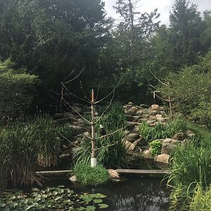 Eagle Canyon - Bald Eagle, Golden Eagle, Pond Slider, and Goldfish Exhibit