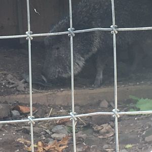Chacoan Peccary
