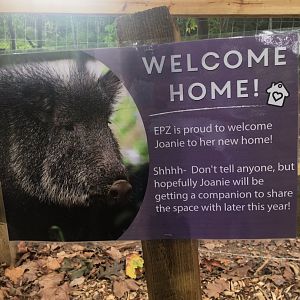 Joanie is getting a companion