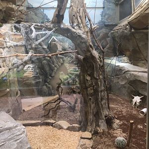 Trail of the Jaguar - Montezuma Quail and Burrowing Owl Exhibit