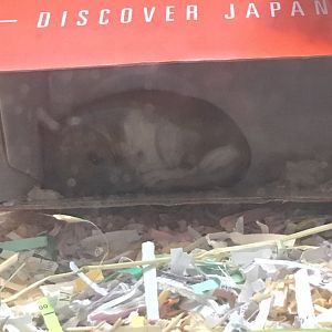 Trail of the Jaguar - White-throated Woodrat discovering Japan
