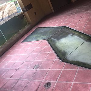 Trail of the Jaguar - Stream flows from Jaguar habitat, under path, and into the Ocelot habitat