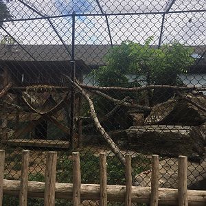 South American Coati Exhibit