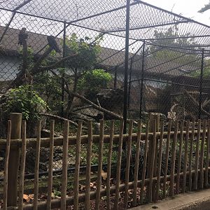 Red-tailed Hawk and Turkey Vulture Exhibit