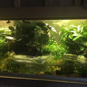 Wildlife Lodge - Panamanian Golden Frog, Red-eyed Tree Frog, and fish exhibit