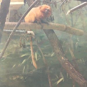 Wildlife Lodge - Golden Lion Tamarin
