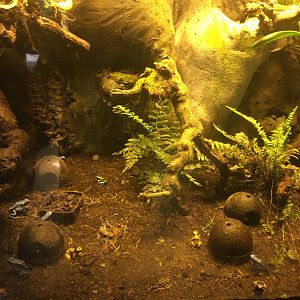 Wildlife Lodge - Panamanian Golden Frog, Dyeing Dart Frog, Green-and-black Poison Dart Frog, and Yellow-headed Poison Dart Frog exhibit