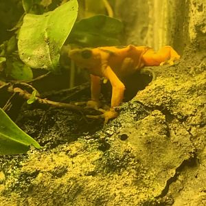 Wildlife Lodge - Panamanian Golden Frog