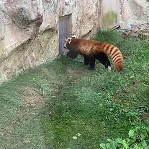 Red Panda