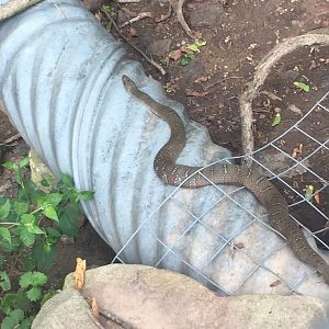 Common Water Snake