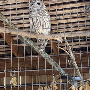 The Barn - Barred Owl