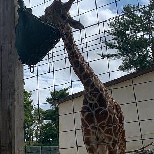 Giraffe Experience - Giraffe