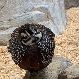 Trail of the Jaguar - Montezuma Quail