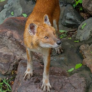 Dhole
