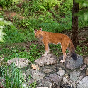 Dhole