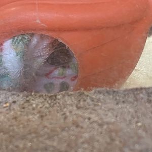 The Grasslands - Black foot of a ferret