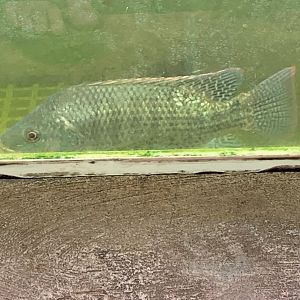 Cichlid ID?