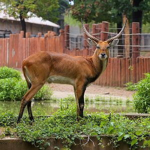 Red lechwe