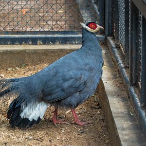 Blue eared pheasant