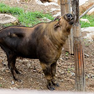 Sichuan takin