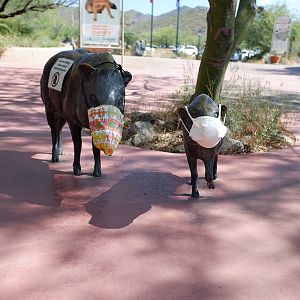 Javelina statues with Covid face masks