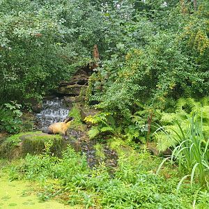 Yellow- throated Marten