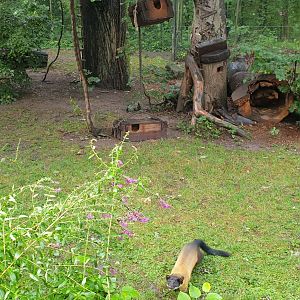 Yellow- throated Marten