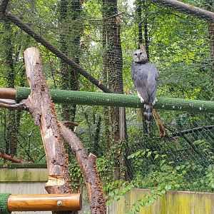Harpy Eagle