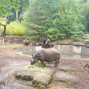 Greater One-horned Rhino