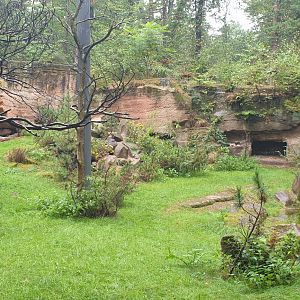 Lammargeiger/Bobak Marmot/Eurasian nutcracker/Rock Partridge/Common Chough Mixed Aviary